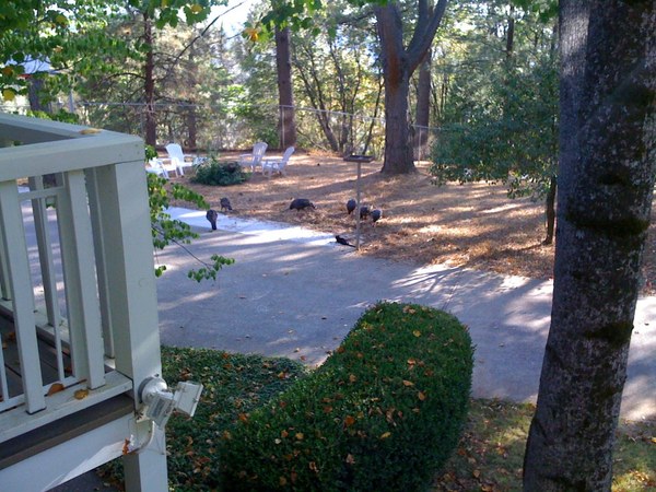 Sarahturkeys Sarahturkeys