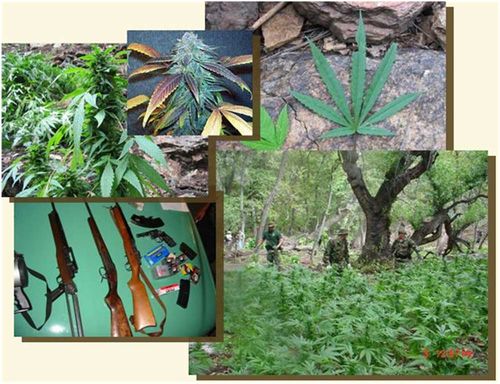 Marijuana_Illegal Marijuana_Illegal