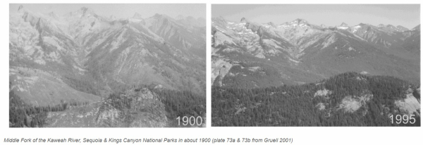 SierraForests SierraForests